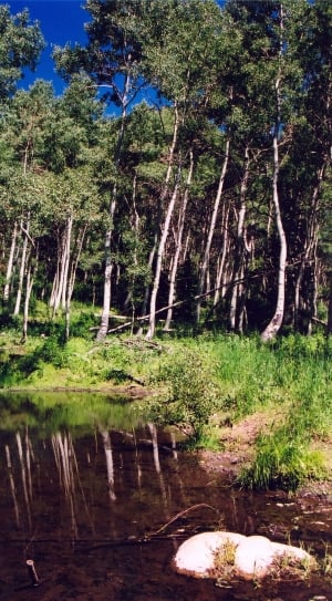 Utah, Water, Pond, Trees, Forest, tree, nature thumbnail