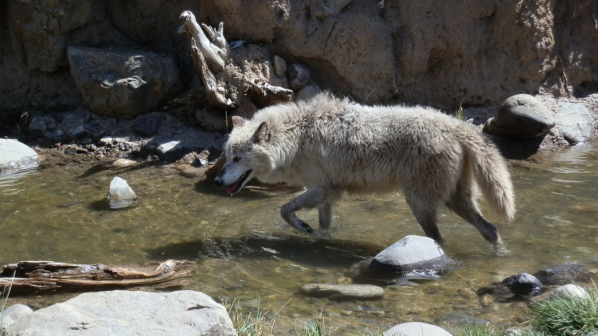 white fur wolf