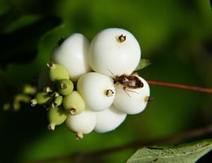 macroshot photo of insect on white flower thumbnail