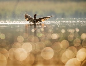 duck on body of water thumbnail