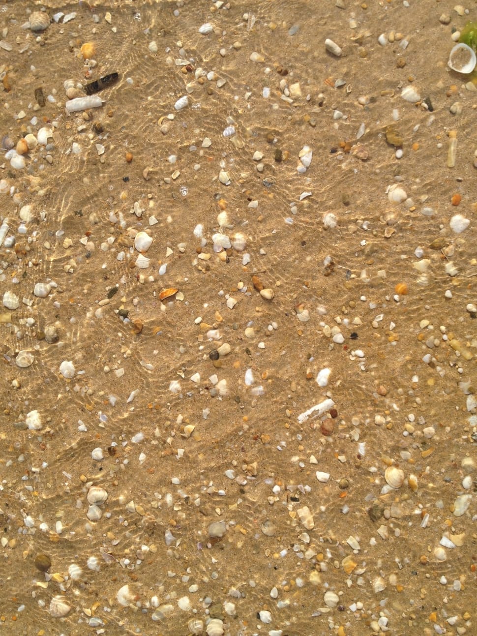 seashells on brown sand preview