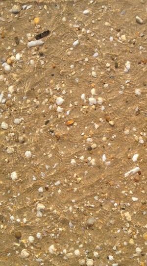 seashells on brown sand thumbnail
