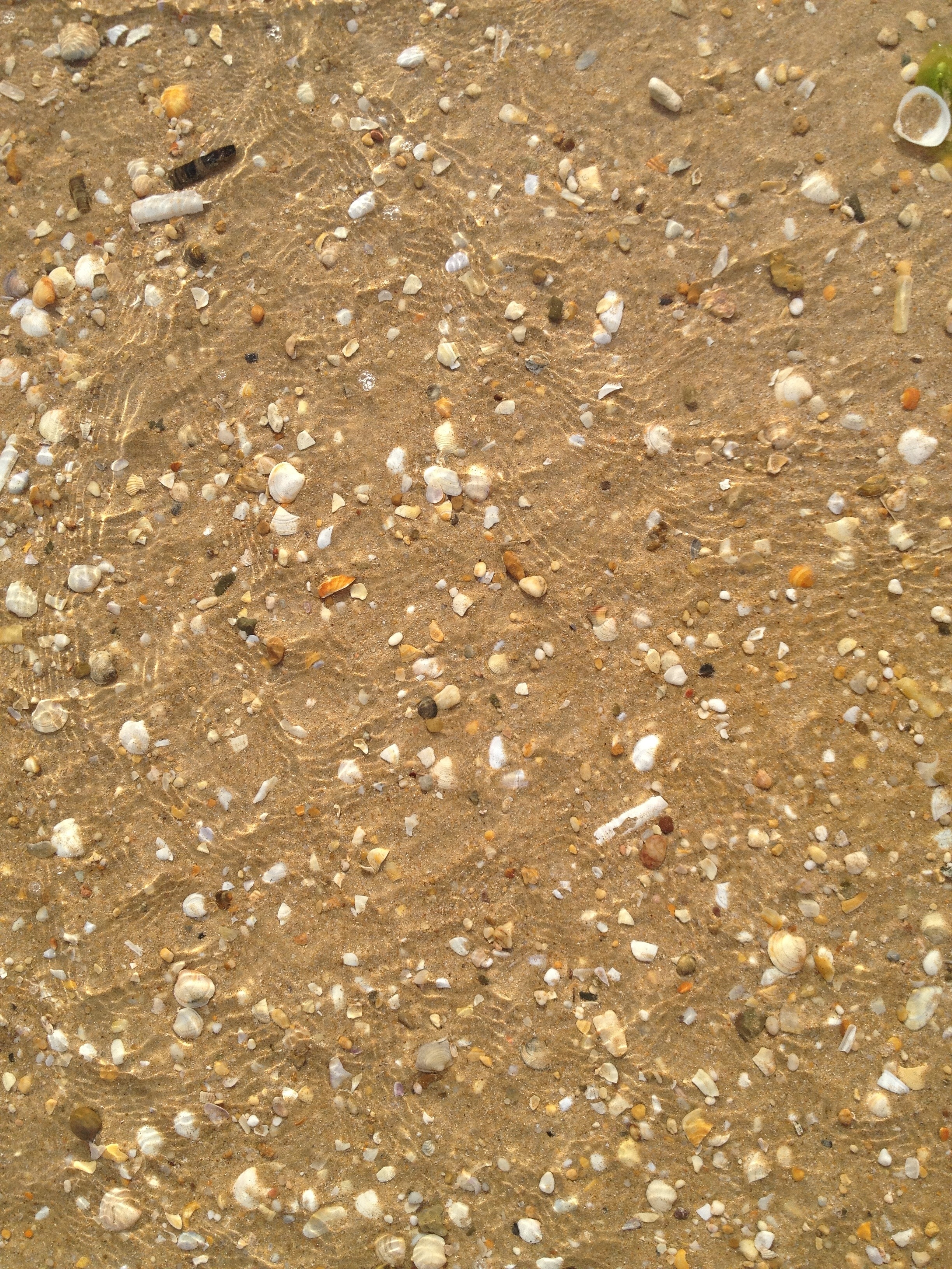 seashells on brown sand