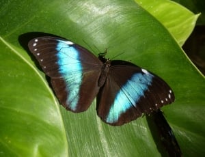 Insect, Blue Morpho, Tropical, Butterfly, one animal, animal themes thumbnail