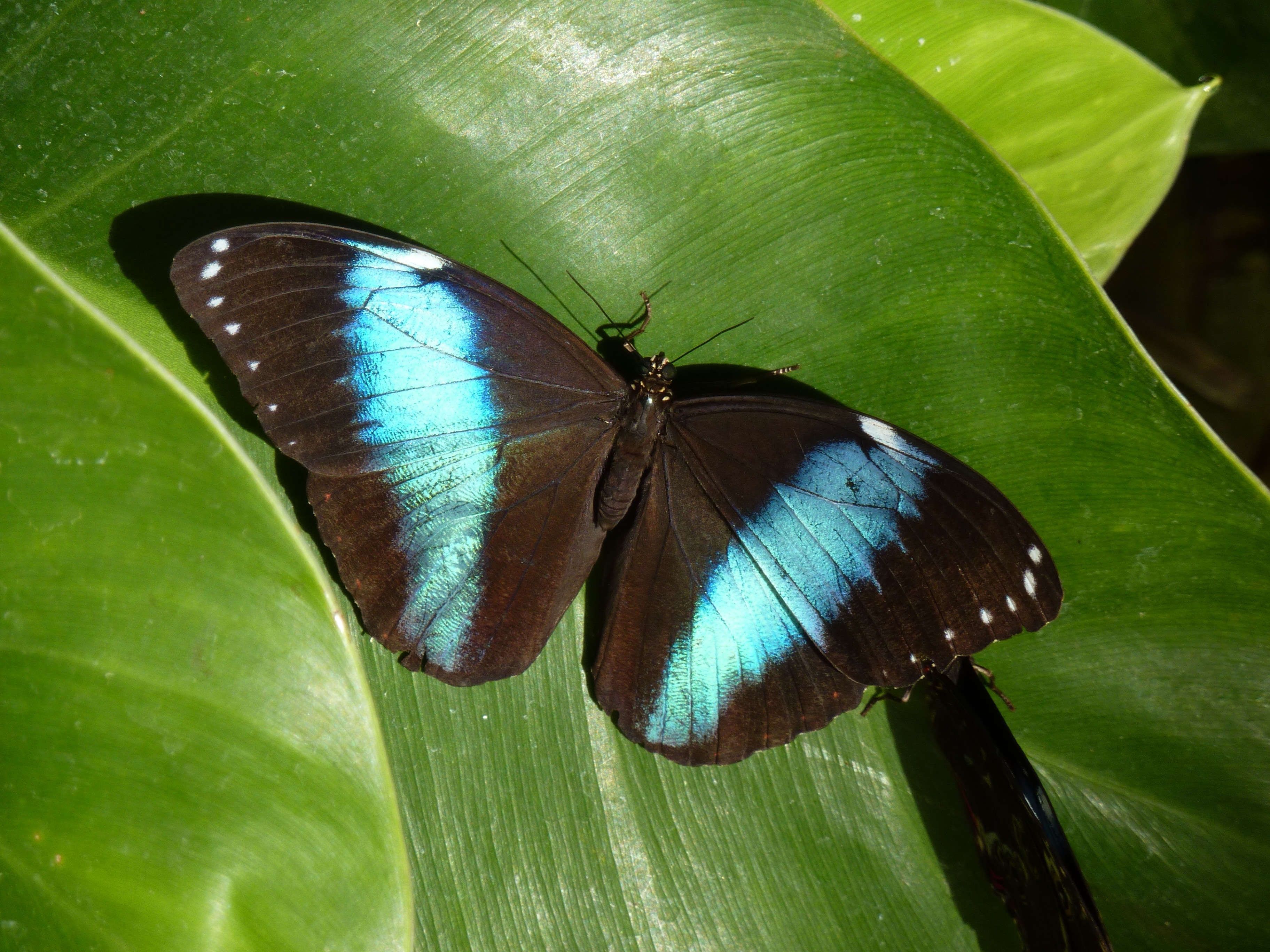 Insect, Blue Morpho, Tropical, Butterfly, one animal, animal themes