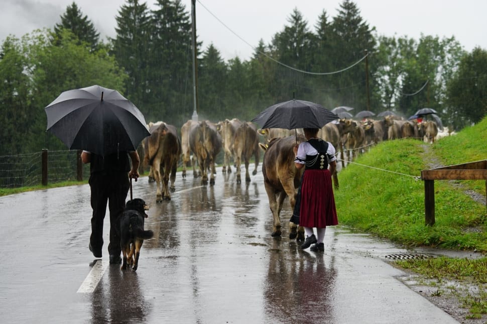 woman and man walking in the street with group of cows during daytime preview