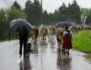 woman and man walking in the street with group of cows during daytime thumbnail