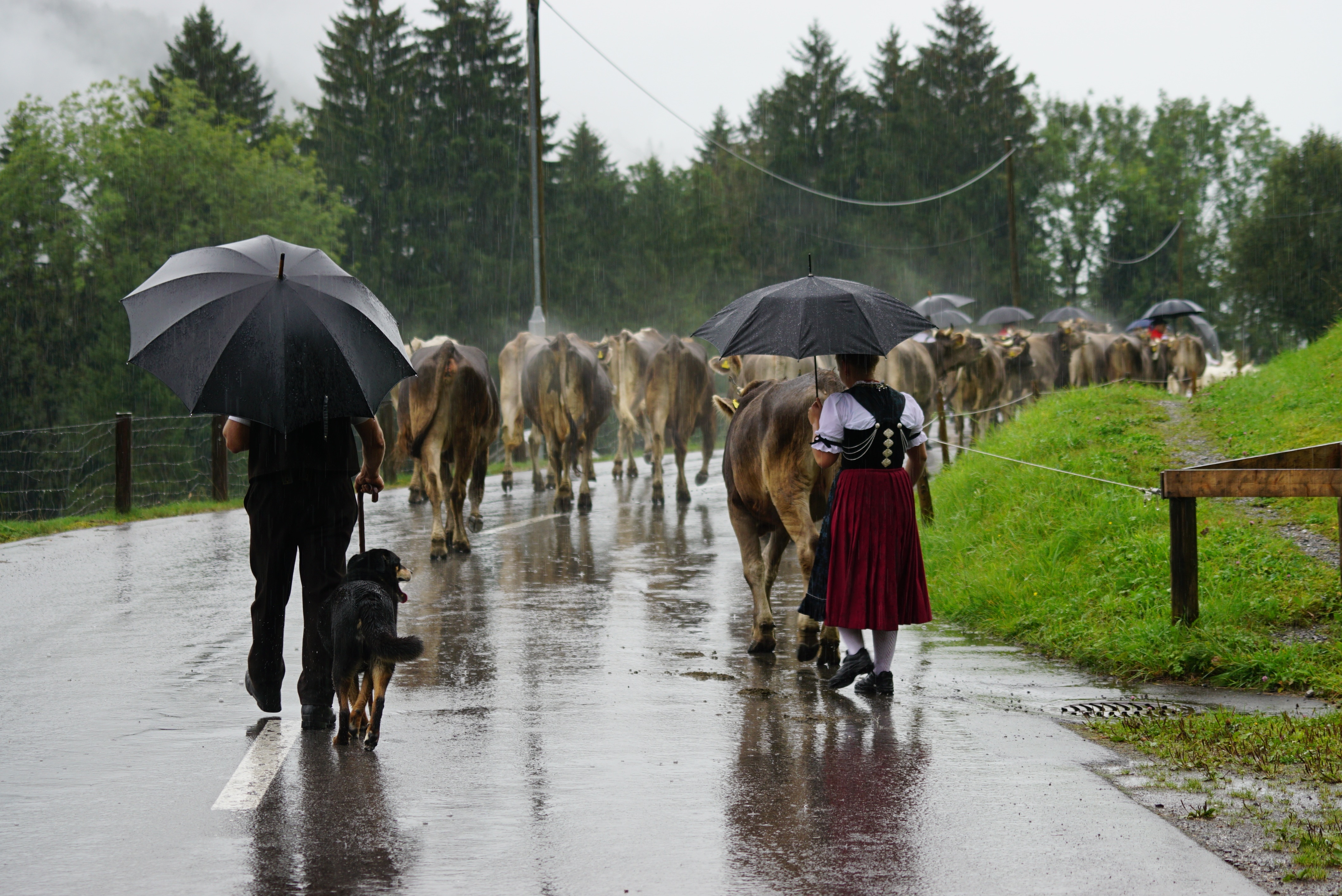 woman and man walking in the street with group of cows during daytime