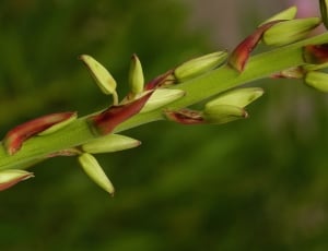 Flower, Floral, Spike, Flora, Plant, green color, growth thumbnail