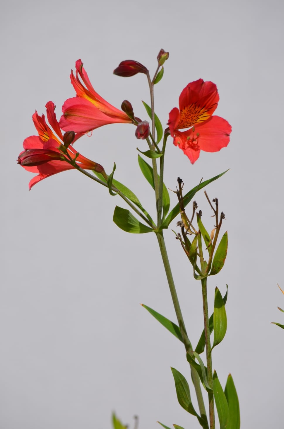 red and orange petaled flower preview