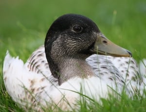 white and gray duck thumbnail