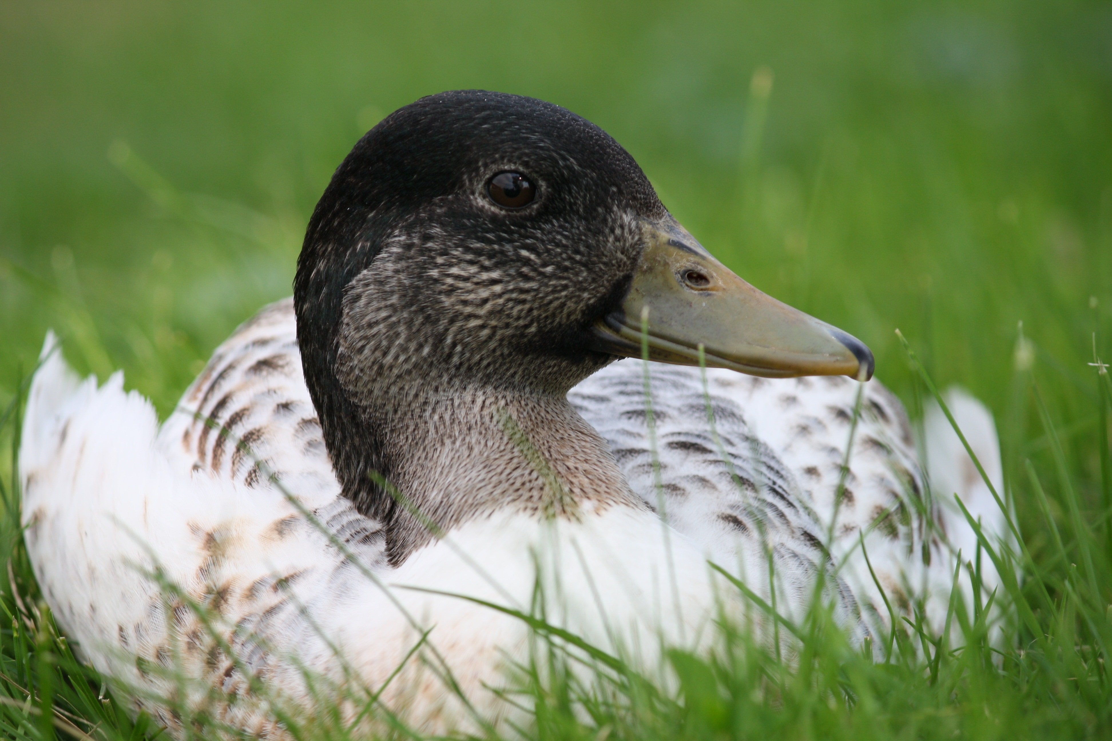 white and gray duck