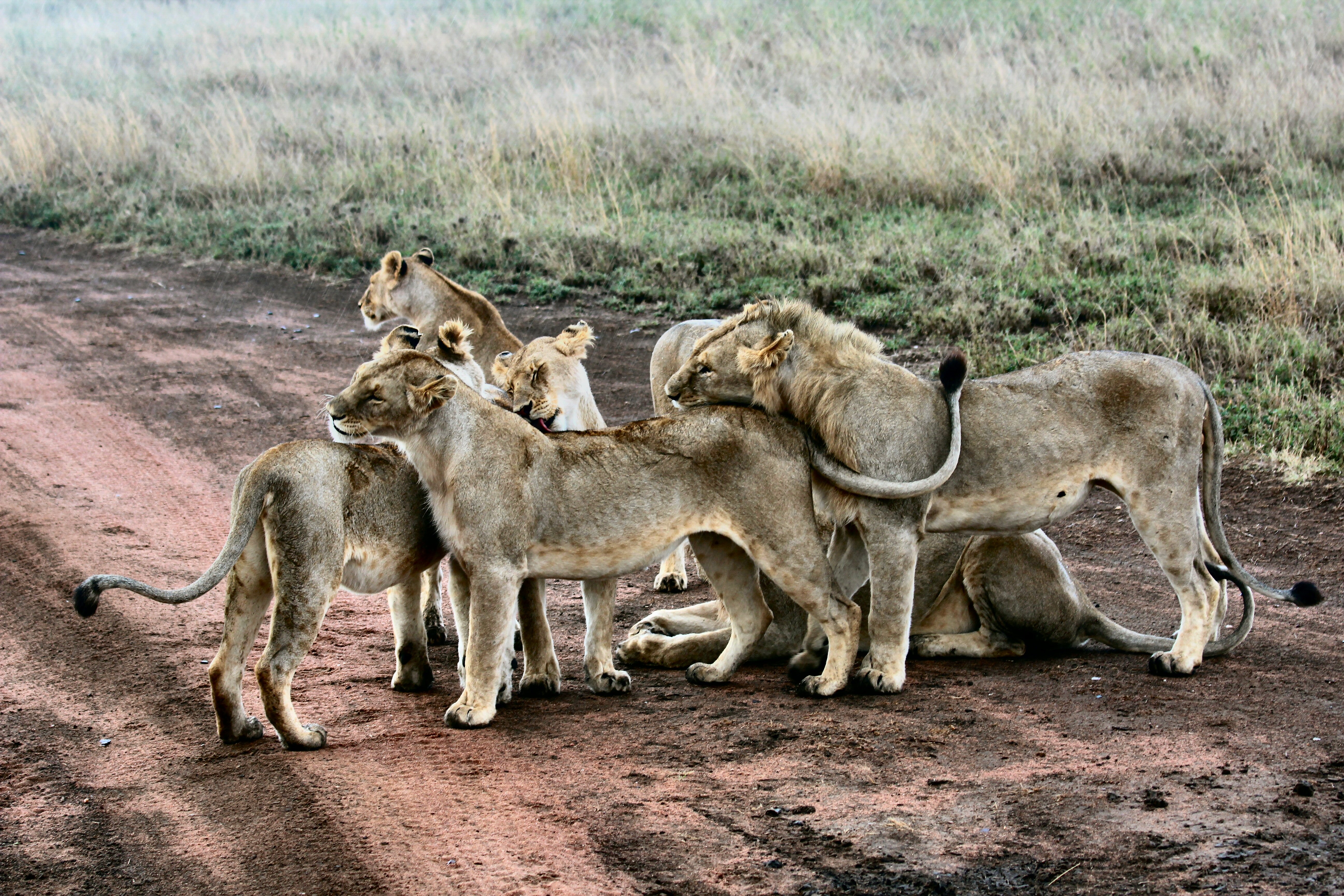 group of animal during daytime