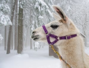 white llama on white covered snow field thumbnail