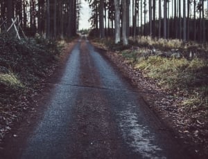 grey pathway in between trees thumbnail