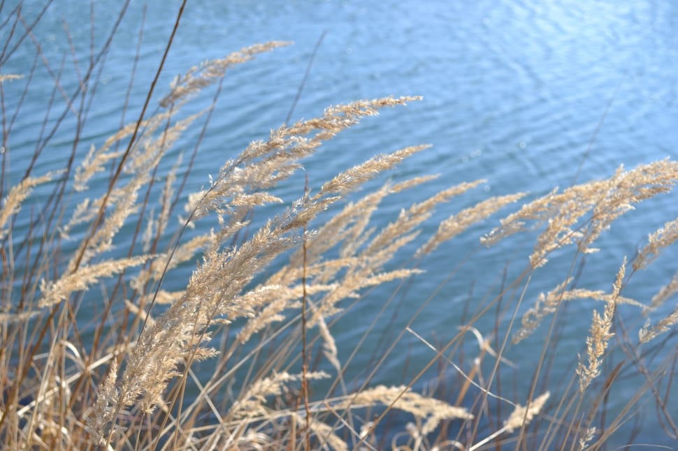 Lake, Reed, Grasses, Bank, Landscape, nature, no people preview