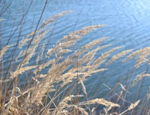 Lake, Reed, Grasses, Bank, Landscape, nature, no people thumbnail