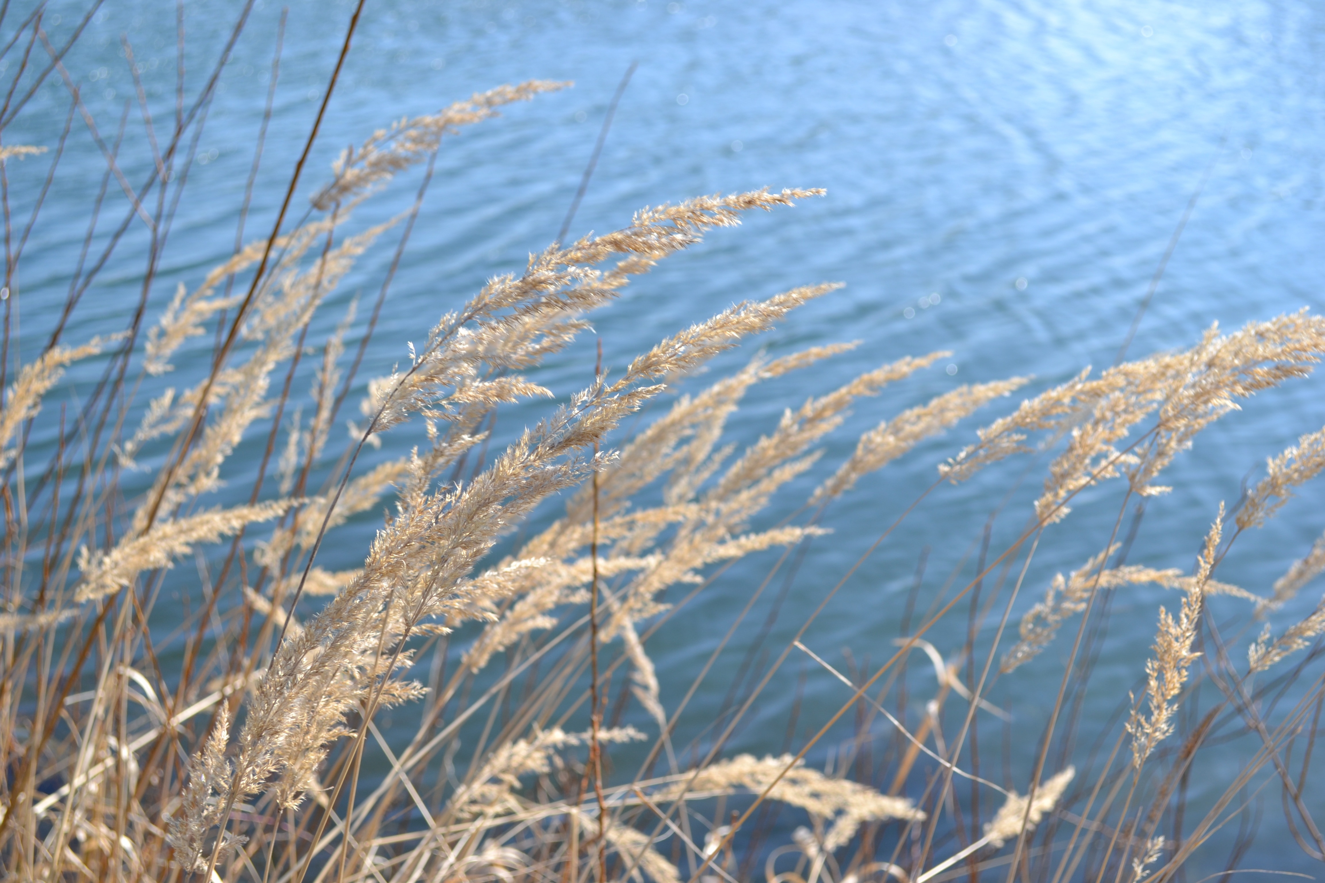 Lake, Reed, Grasses, Bank, Landscape, nature, no people