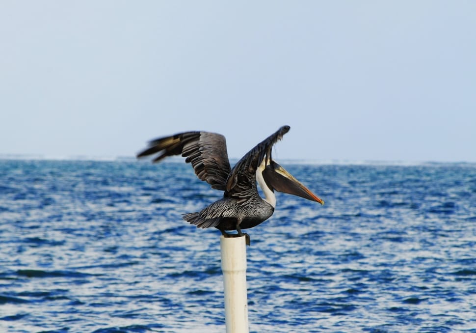 Water, Wild, Bird, Sea, Pelican, Belize, animal wildlife, animals in the wild preview