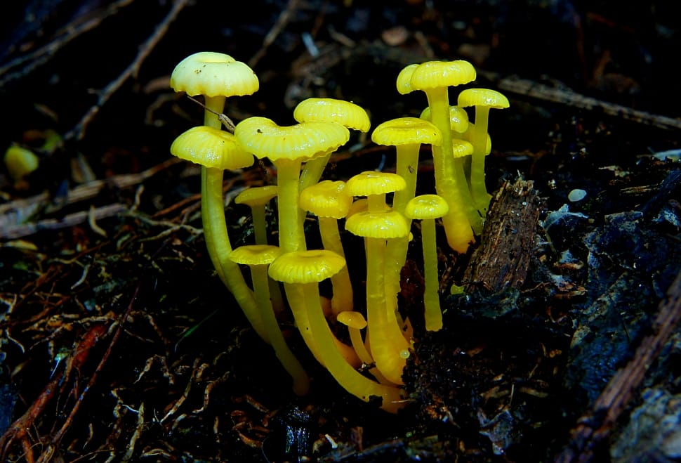 Lemon Wax Cap Hygrocybe preview
