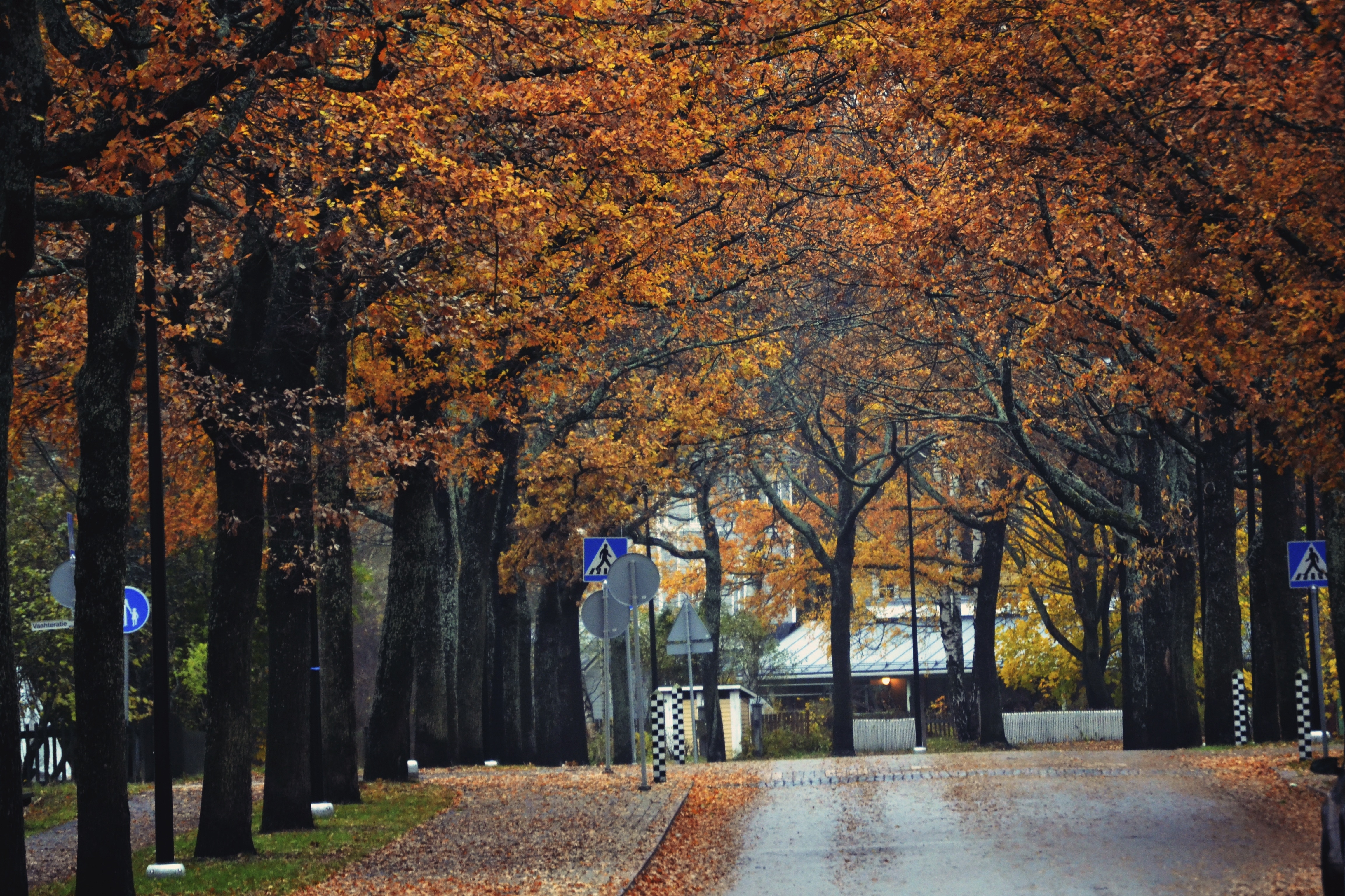 Осень улица деревья