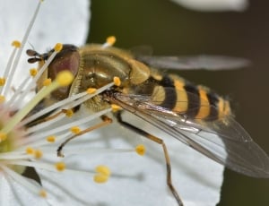 micro photography of honeybee on white flower thumbnail