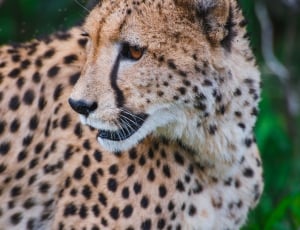 close up photo of cheetah thumbnail