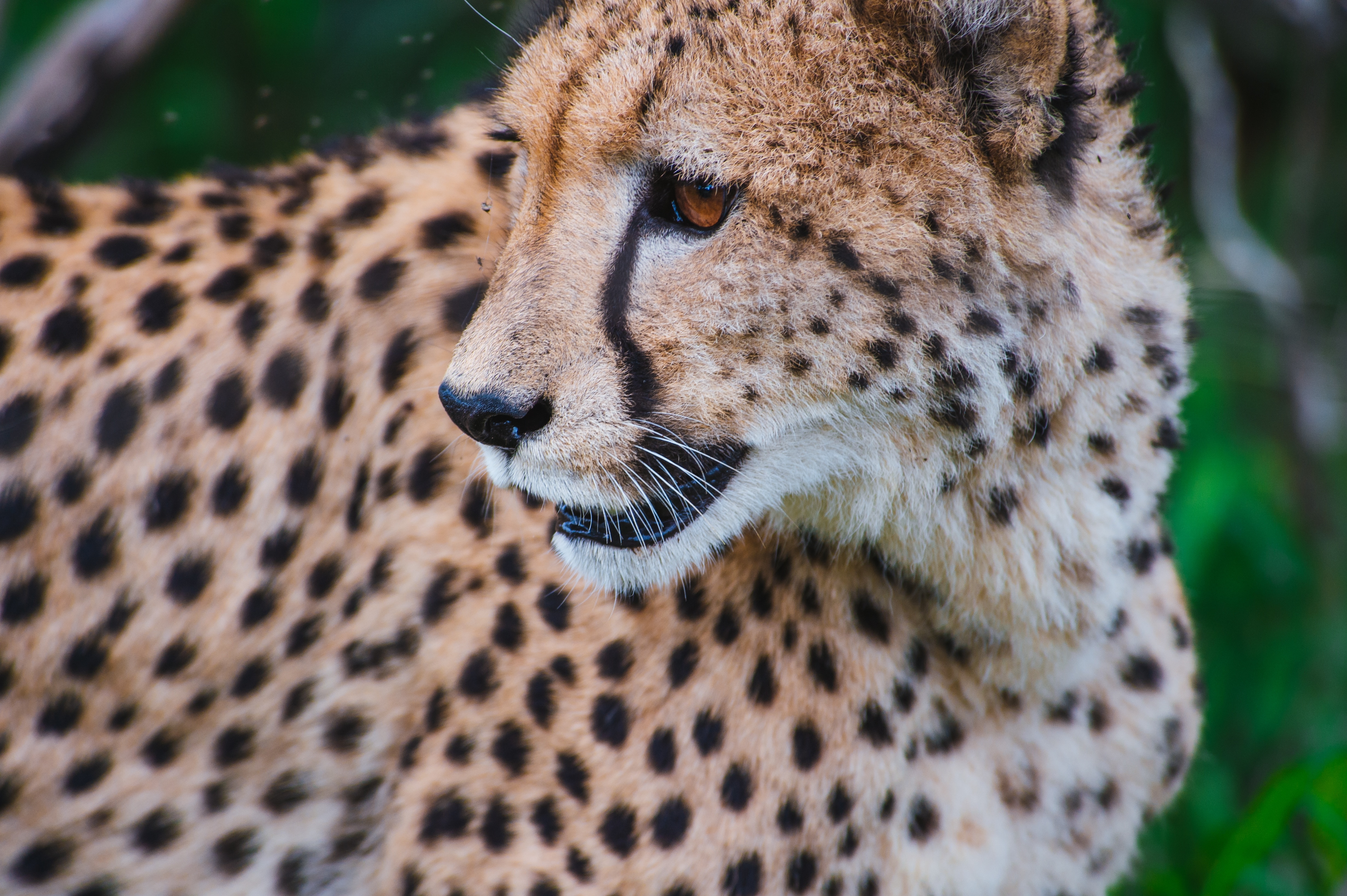 close up photo of cheetah