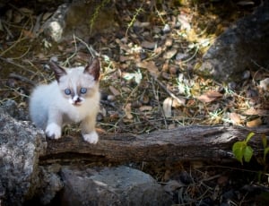 white and gray short coated kitten thumbnail