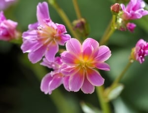 selective photography of pink petal flowers thumbnail