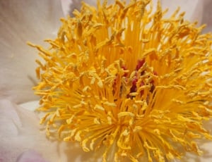 yellow flower stem thumbnail