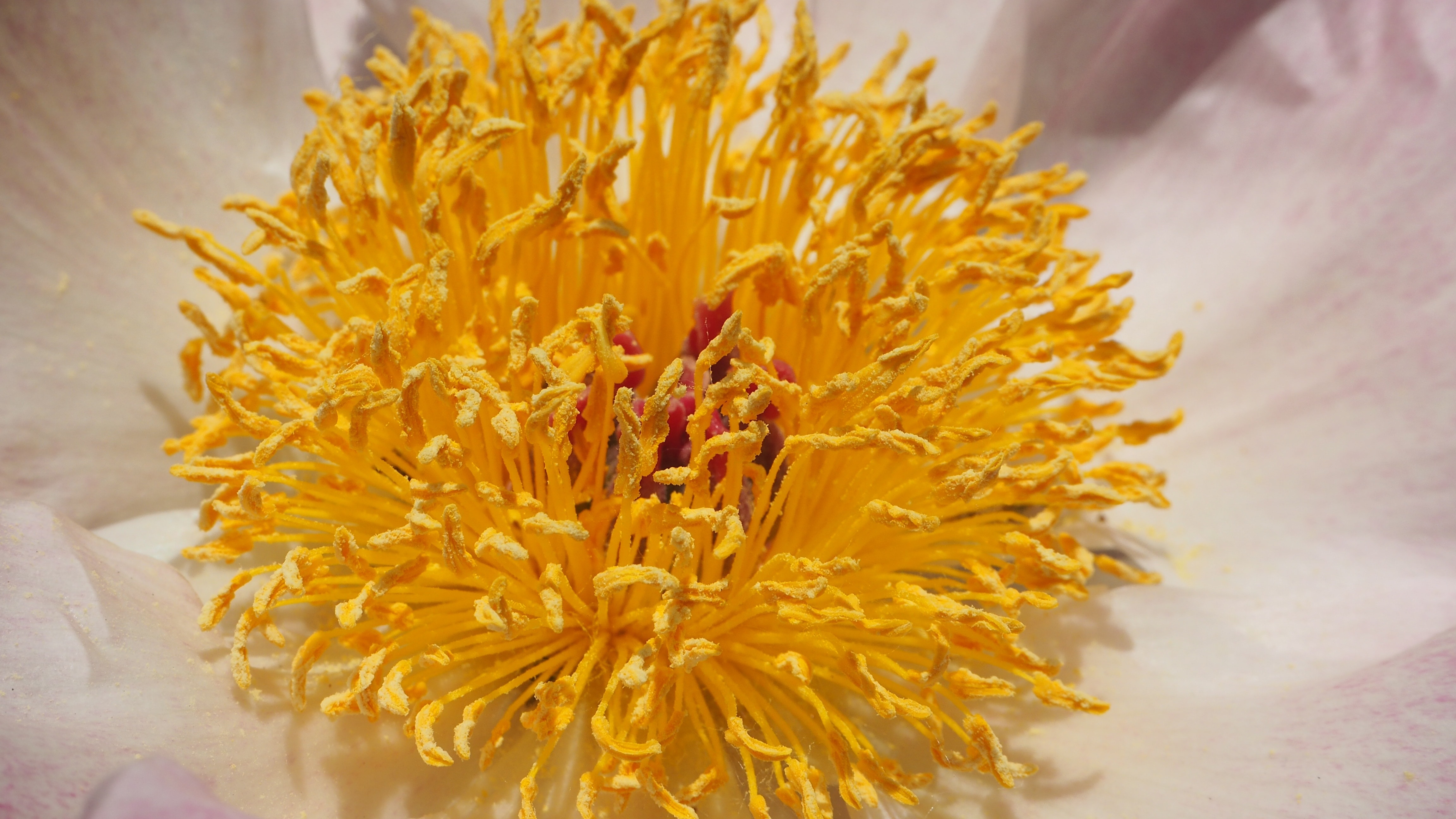 yellow flower stem