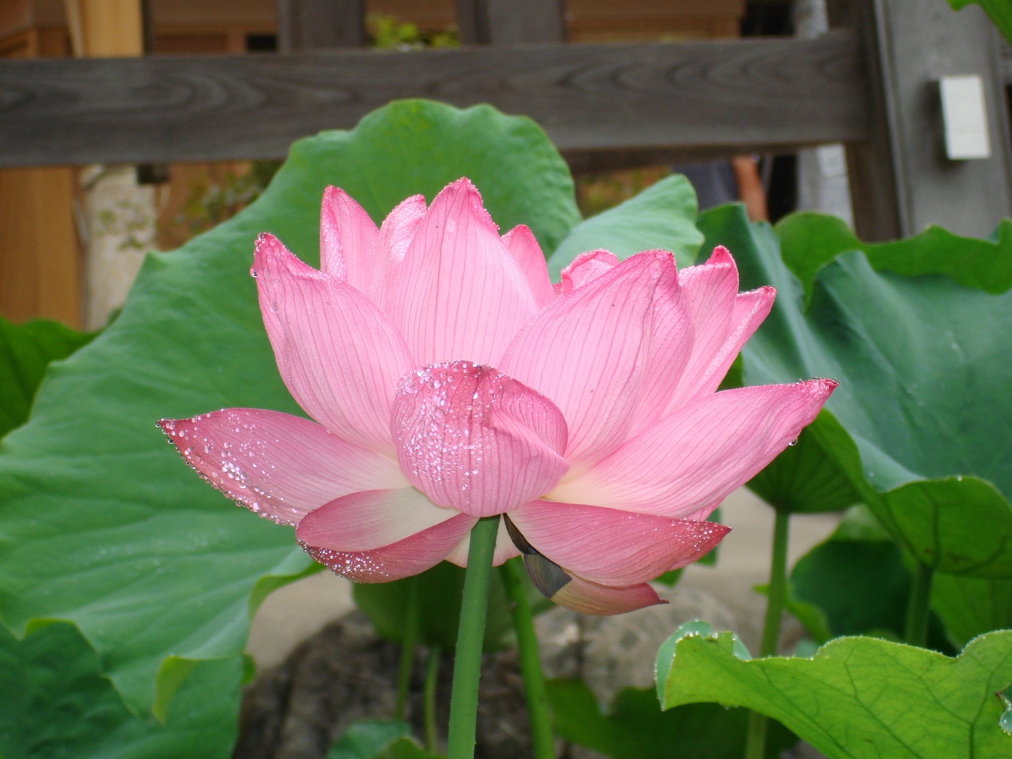 pink petaled flower