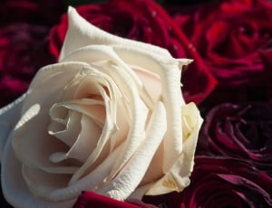 Rose, Red, Love, White Rose, White, flower, rose - flower thumbnail