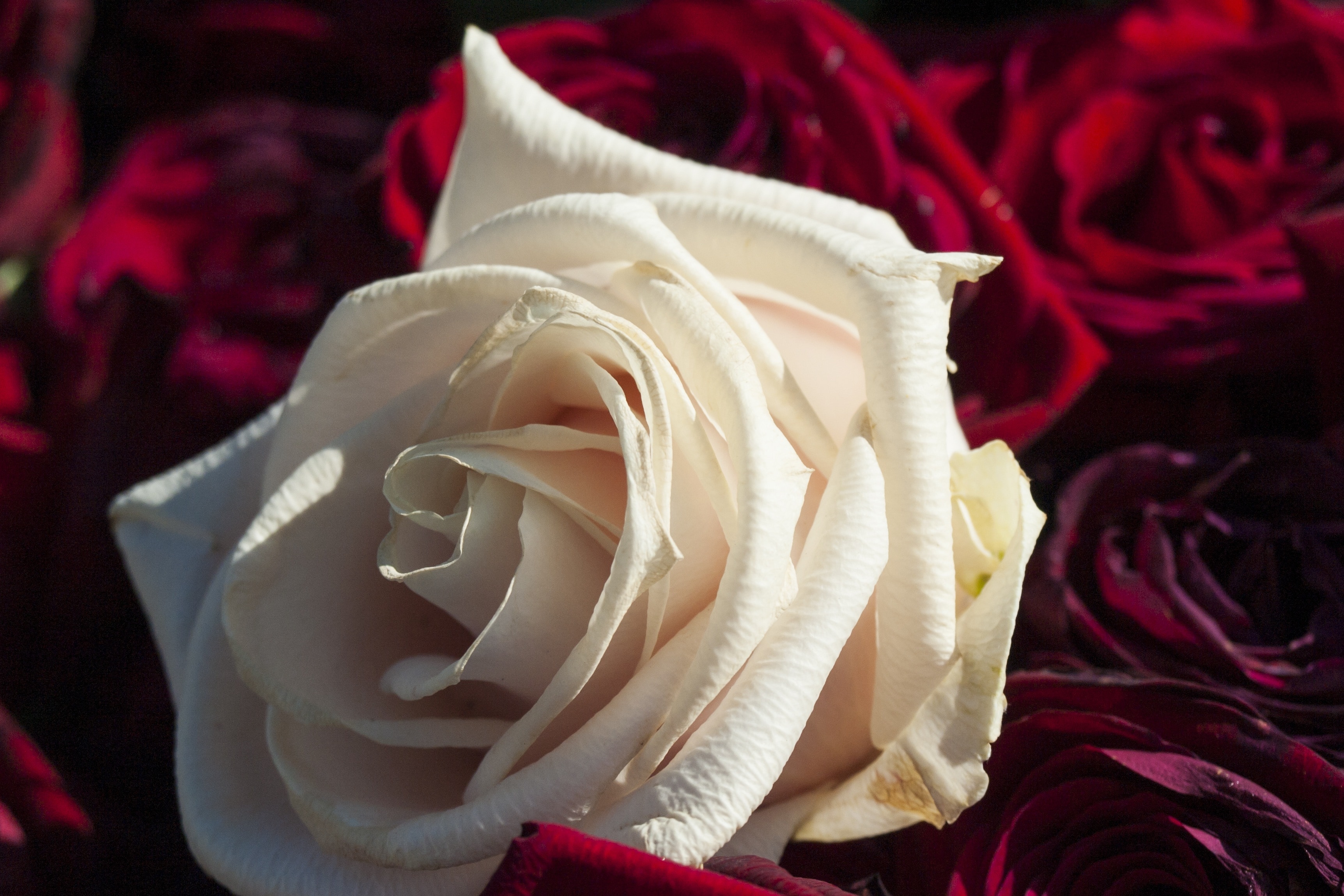 Rose, Red, Love, White Rose, White, flower, rose - flower