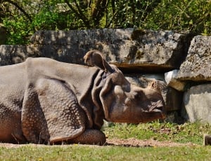 2 brown hippopotamus thumbnail