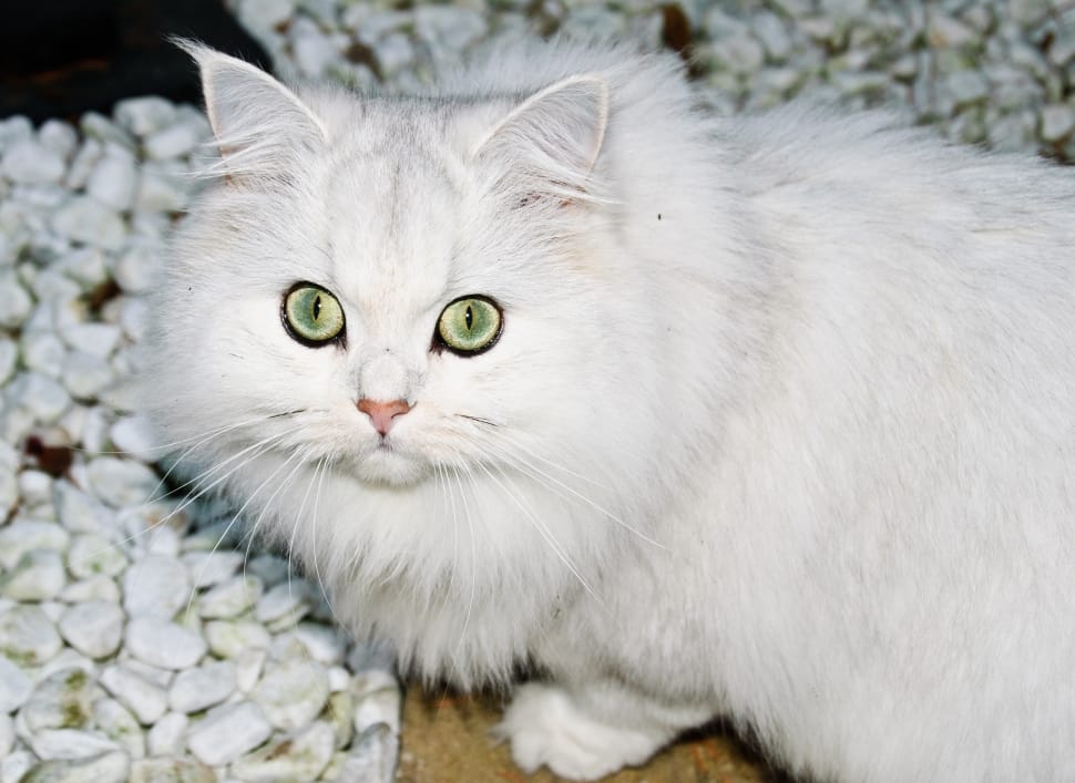 white long fur cat preview