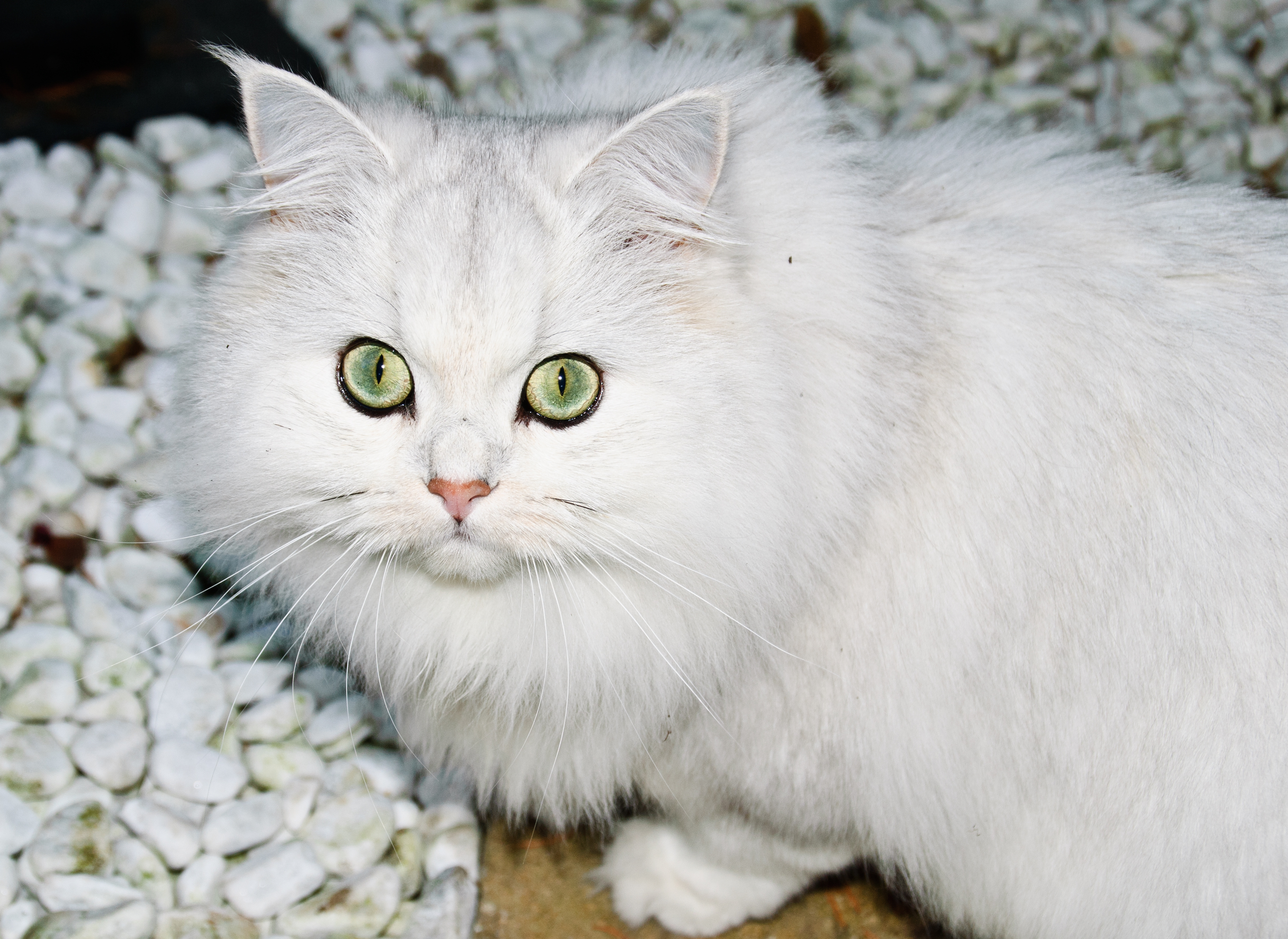 white long fur cat