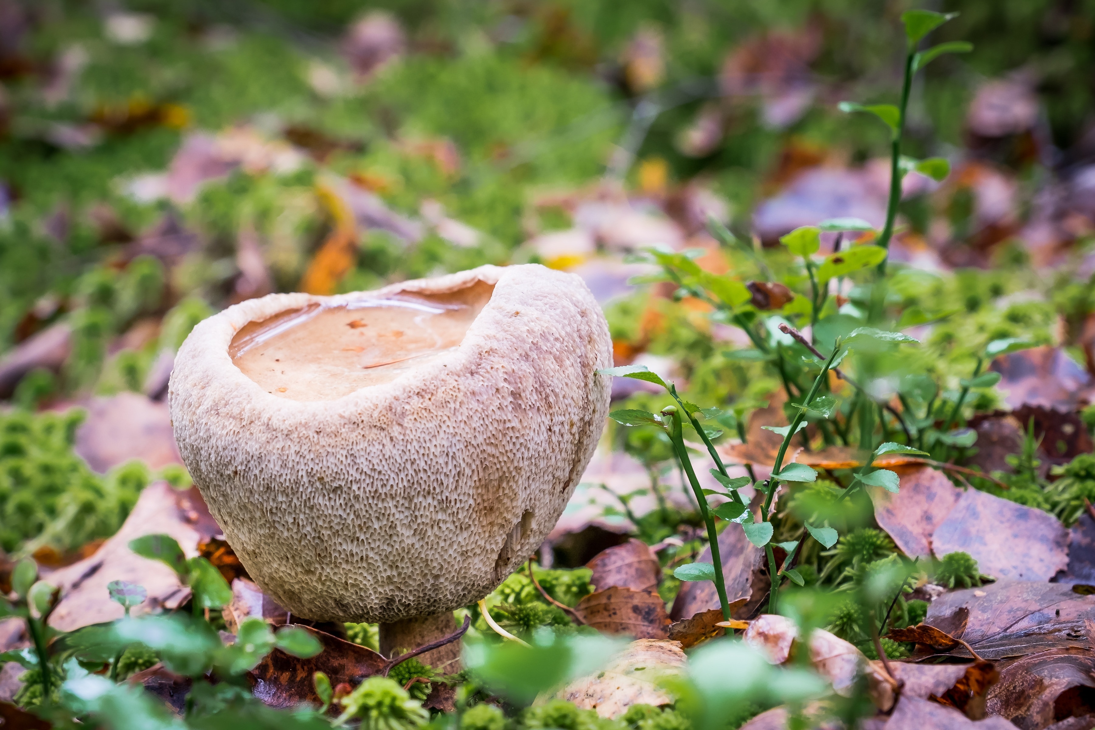 white and brown mushroom