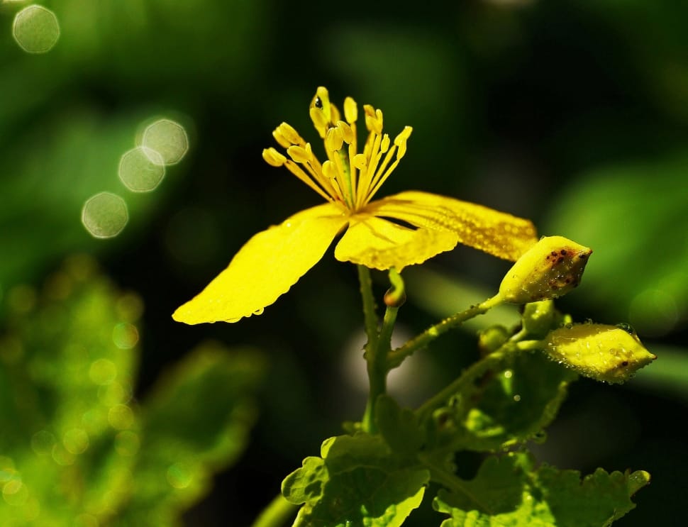 Morgentau, Wild Herb, Wild Flower, yellow, flower preview