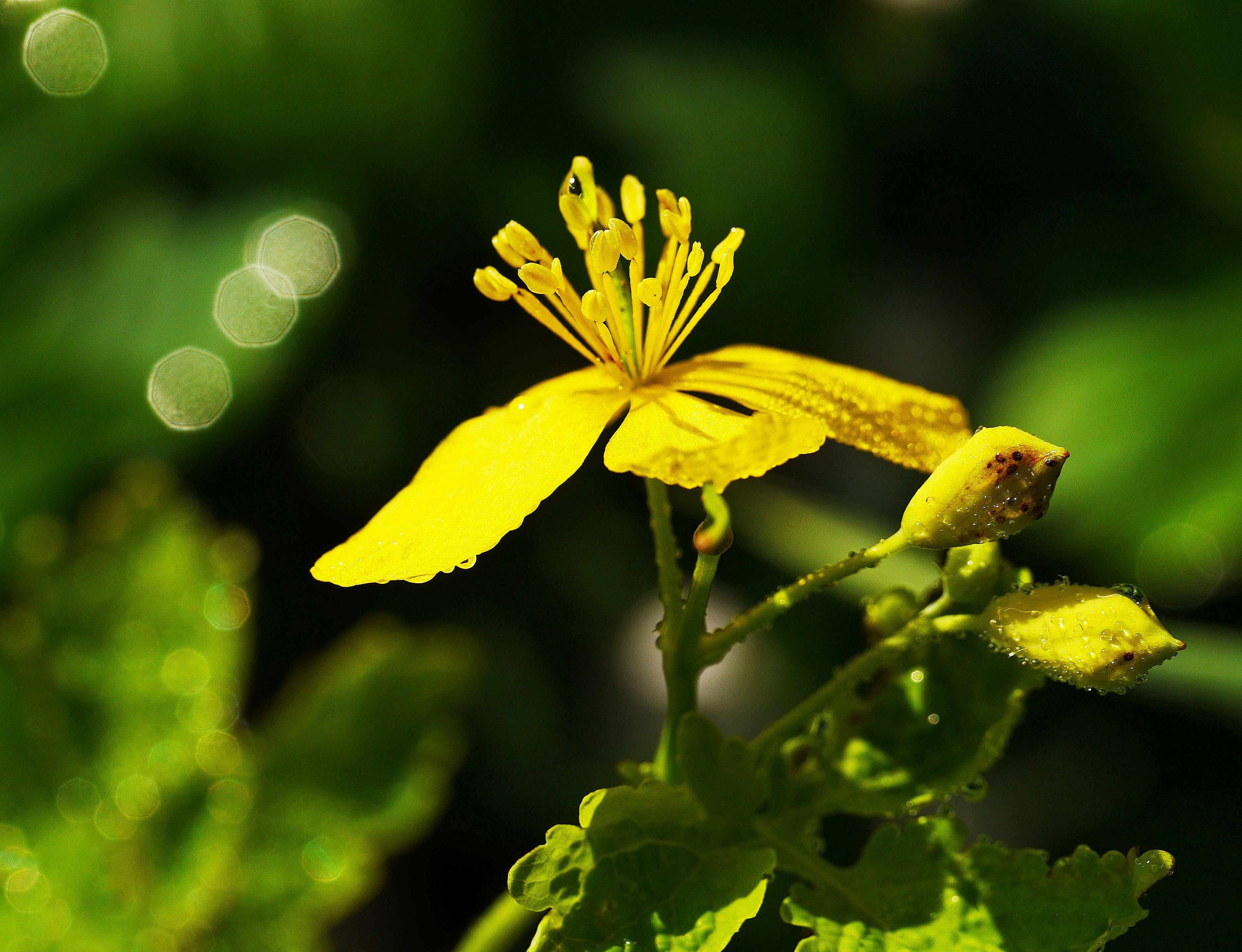 Morgentau, Wild Herb, Wild Flower, yellow, flower