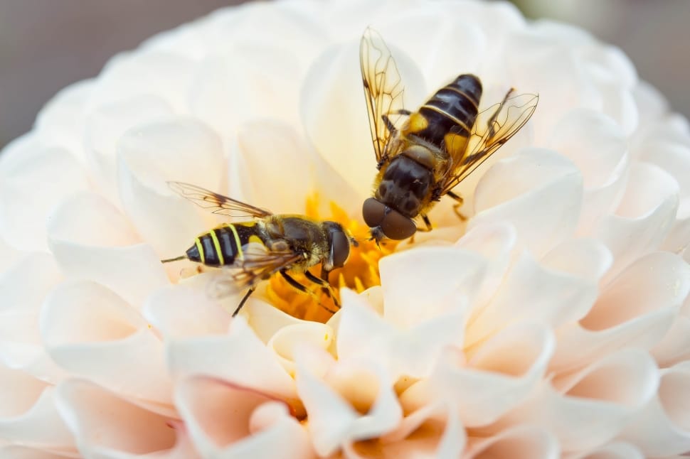 2 hover fly preview