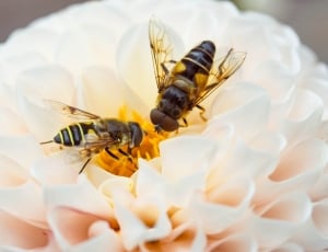 2 hover fly thumbnail