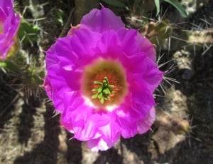 focus picture of pink cactus flower thumbnail