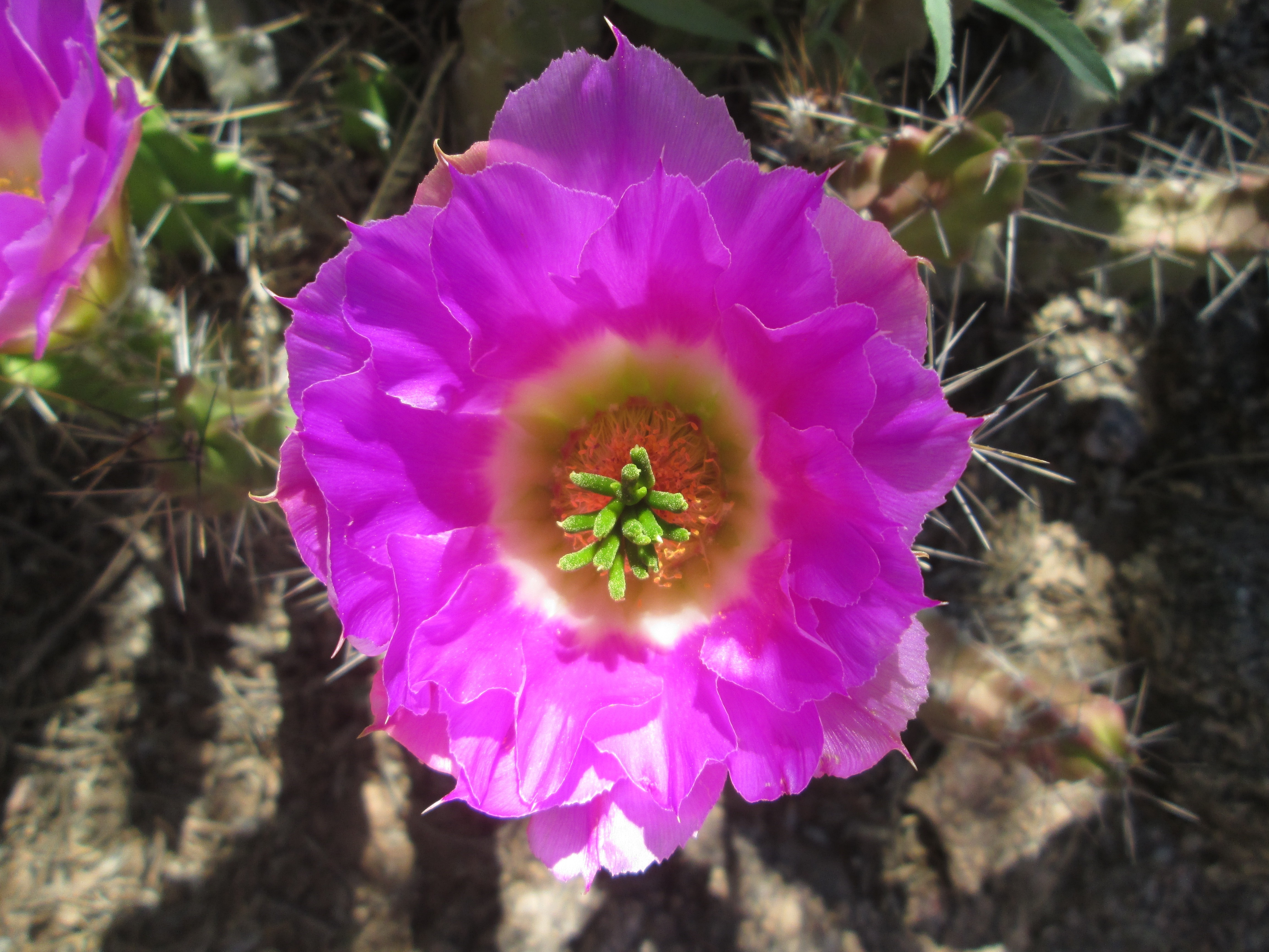 focus picture of pink cactus flower