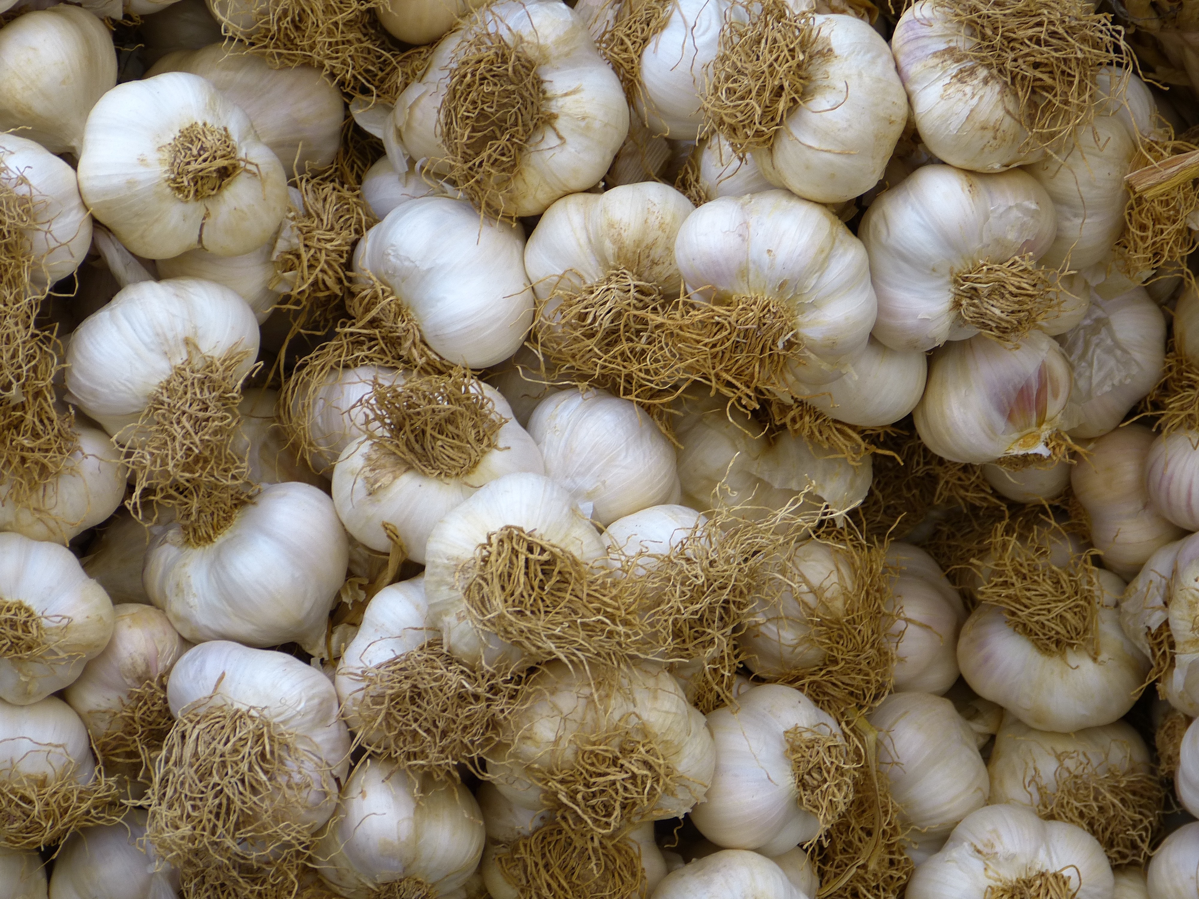 white garlic lot