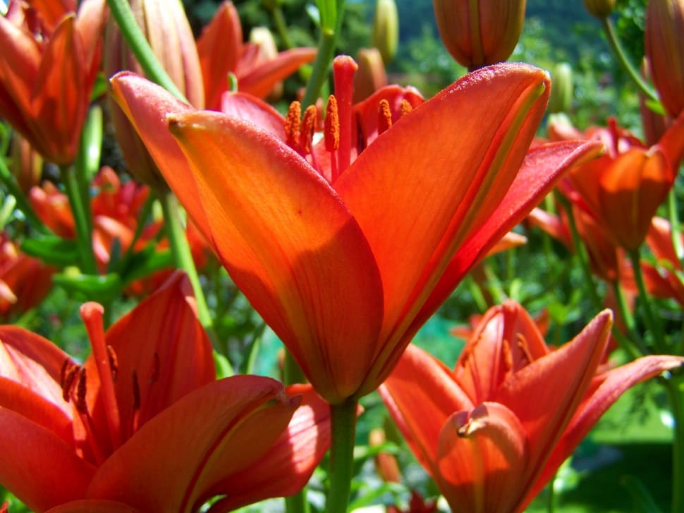 Orange-Red Lily, Flower Garden, flower, petal preview