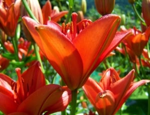 Orange-Red Lily, Flower Garden, flower, petal thumbnail