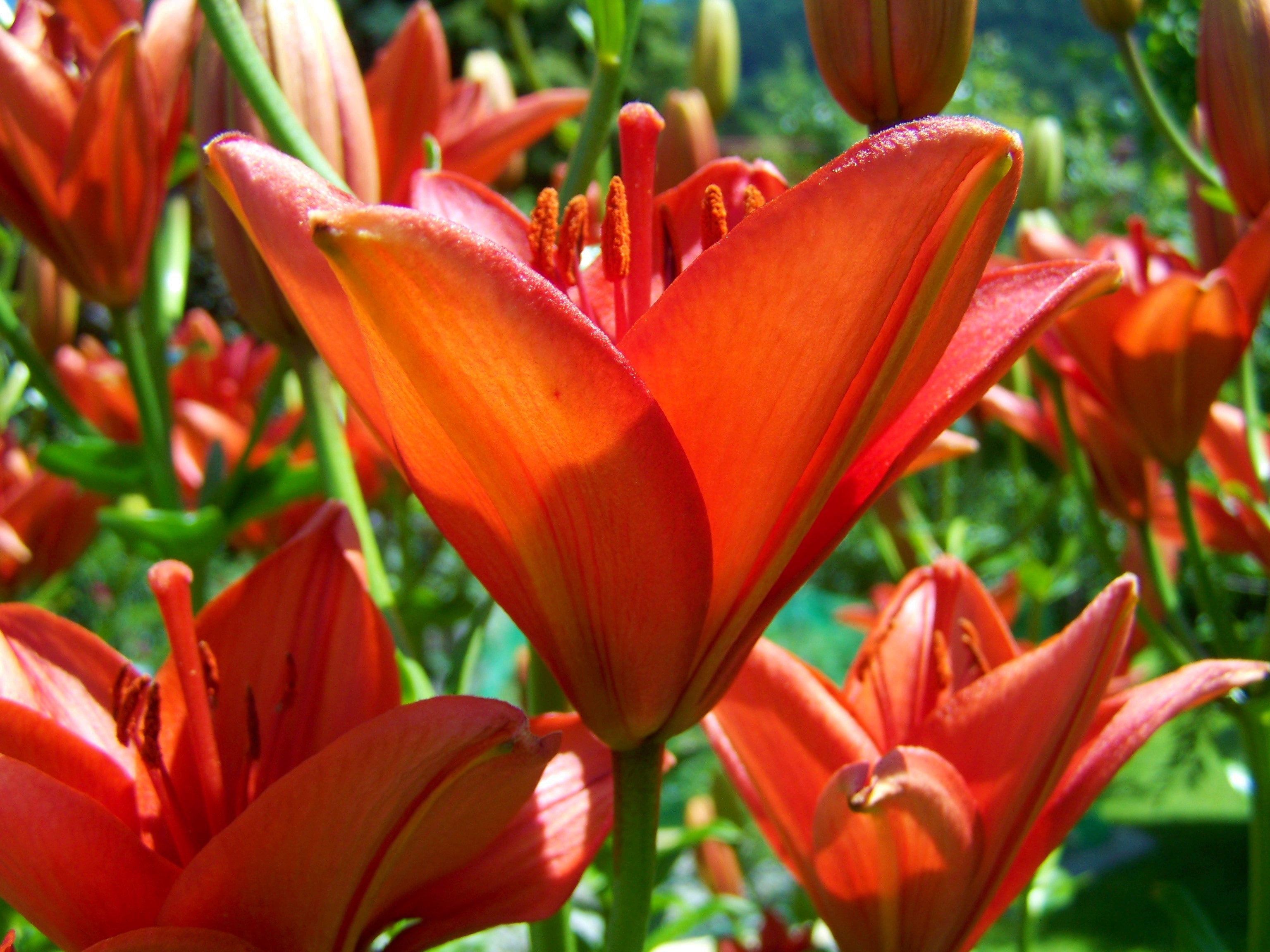 Orange-Red Lily, Flower Garden, flower, petal