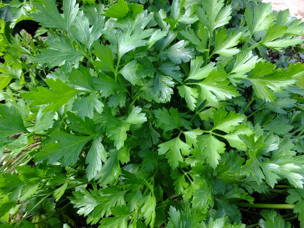 Leaves, Aromas, Kitchen, Cook, Parsley, green color, vegetable preview